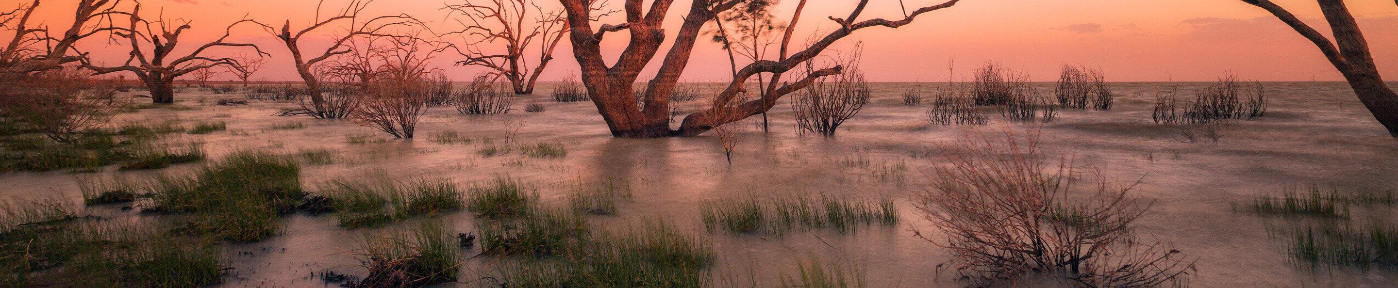 Sunset water landscape with submerged tree