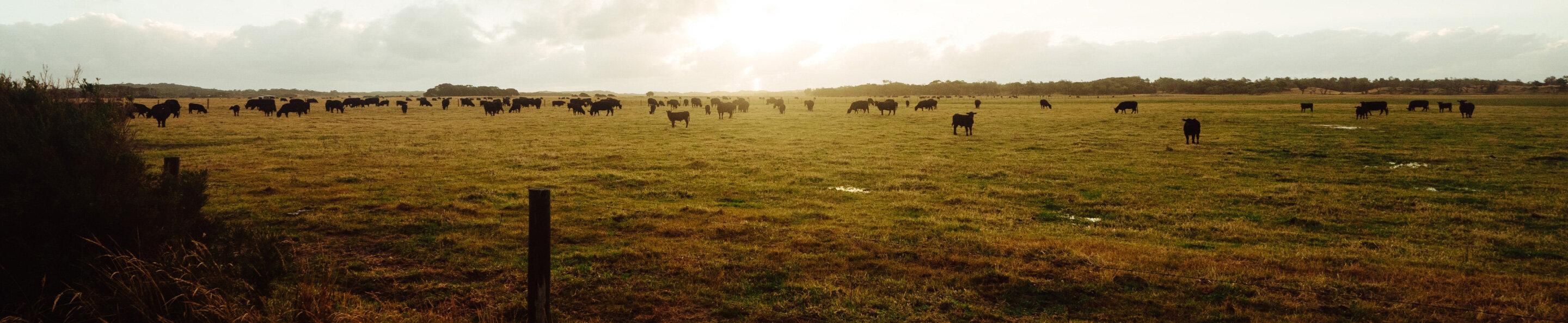 herd of cows in a grassy paddock